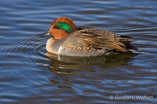 Green-winged Teal_52346.jpg - Green-winged Teal (GWT, Anas carolinensis) photographed at Ottawa, Ontario - the capital of Canada.